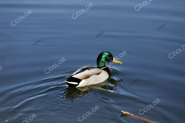 动物类：颐和园昆明湖里的绿头鸭